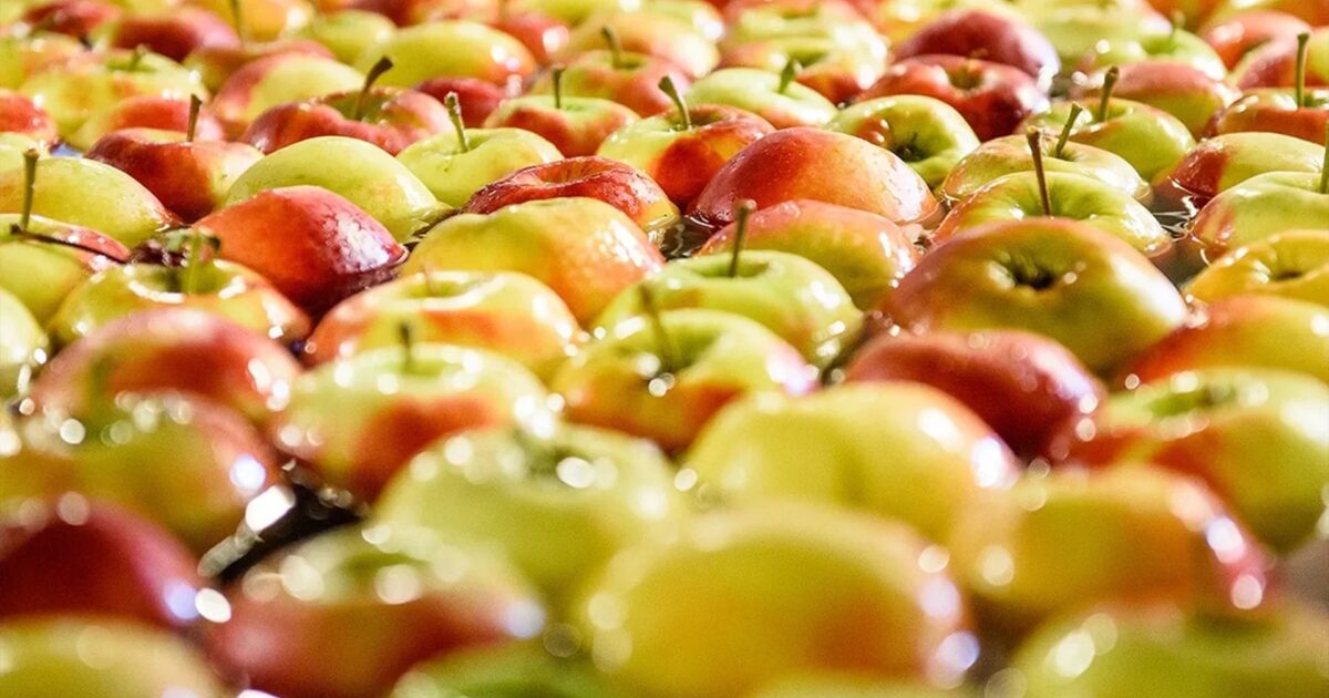 PostHarvest Fruit Lines MHM Automation